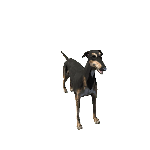 Greyhound_SV_RM mat1